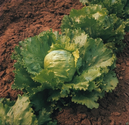 Picture of Lettuce Saladin